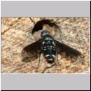 Anthrax anthrax - Trauerschweber 01b.jpg